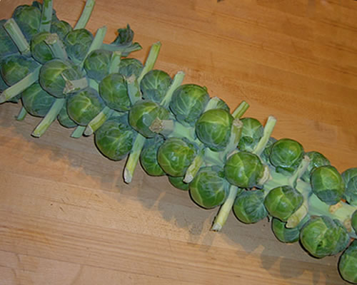 11-5-brussels-sprouts-1