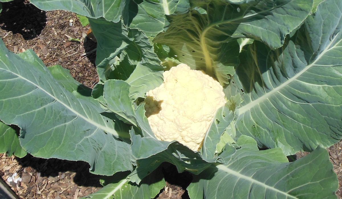 06-19-16-cauliflower-1