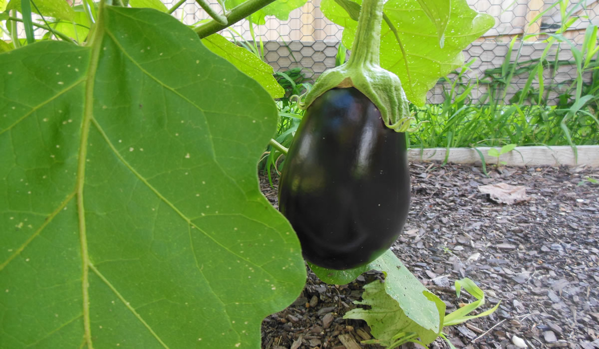 08-08-16-eggplant
