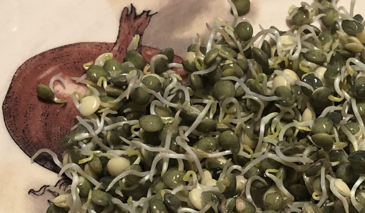 Sprouted Lentils