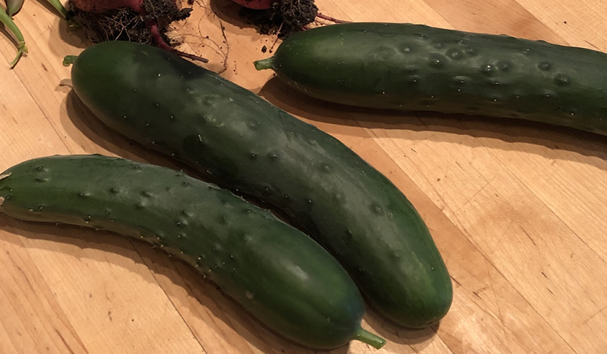 Cucumbers from the Garden